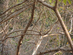 Glaucidium palmarum