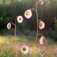 Thysanocarpus radians