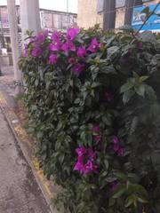 Bougainvillea