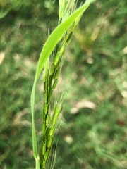 Limnodea arkansana