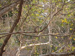 Glaucidium palmarum
