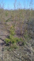 Pinus sylvestris