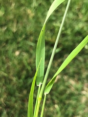 Limnodea arkansana