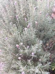 Lavandula dentata