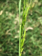 Limnodea arkansana