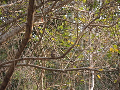Glaucidium palmarum