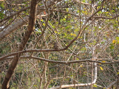Glaucidium palmarum