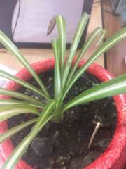 Chlorophytum comosum