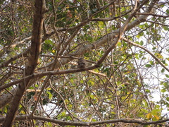 Glaucidium palmarum