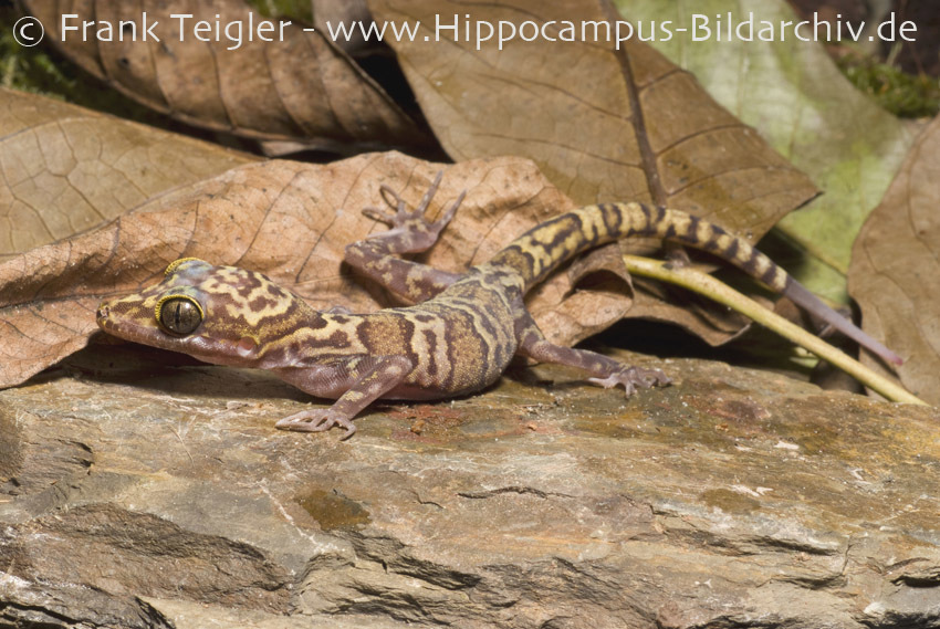 Mocquard's Madagascar Ground Gecko