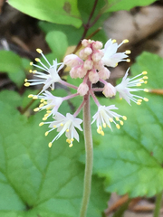 Tiarella