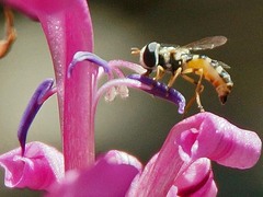 Ischiodon