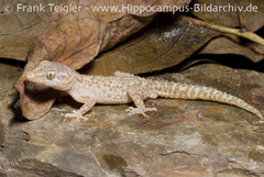 Mocquard's Madagascar Ground Gecko photo 2