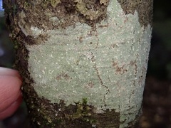 Phlyctis subuncinata