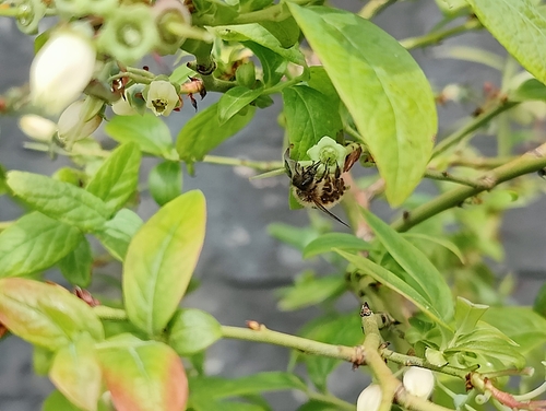 Horn-faced Mason Bee photo 6