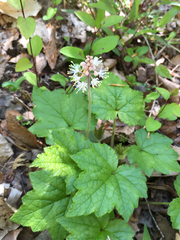 Tiarella