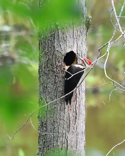 iNaturalist observation 2024-05-06