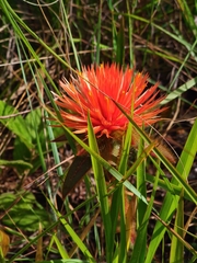 Gomphrena arborescens