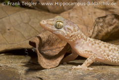 Mocquard's Madagascar Ground Gecko photo 3