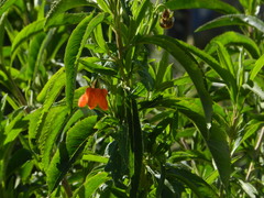 Caiophora chuquitensis