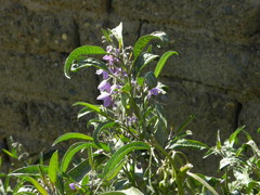Solanum nitidum
