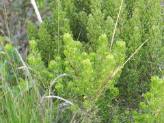 Baccharis papillosa