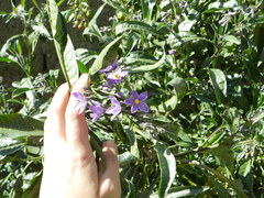 Solanum nitidum
