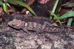 Mocquard's Madagascar Ground Gecko photo 4