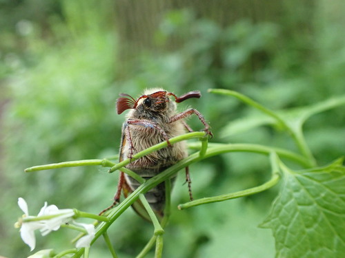 Chestnut cockchafer, De Horsten, Papeweg 36, 2245 AE Wassenaar, Netherlands, photo 9 of 10