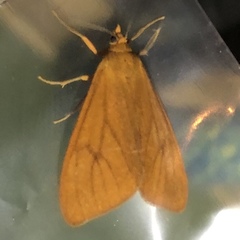Virbia opella