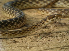 Madagascar Night Snake photo 1
