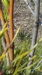 Pinus sylvestris