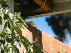 Ochthoeca oenanthoides