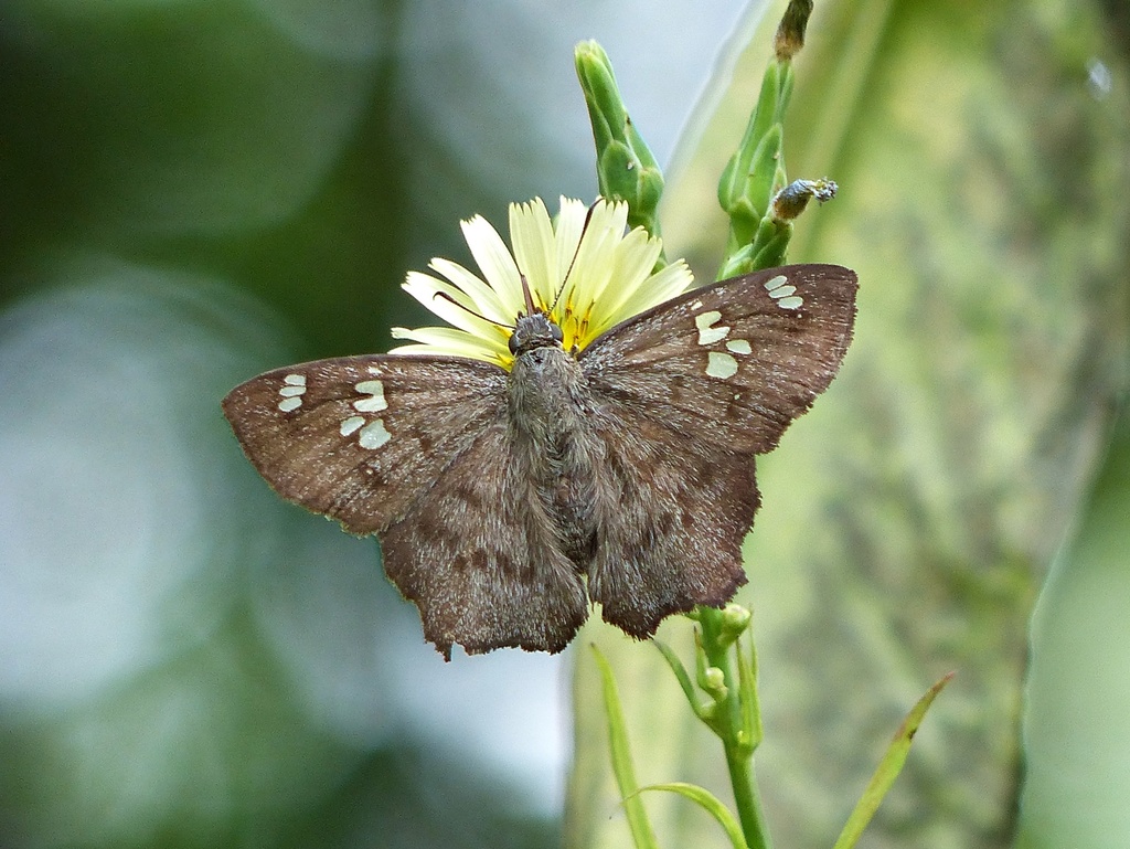 Telemiades laogonus