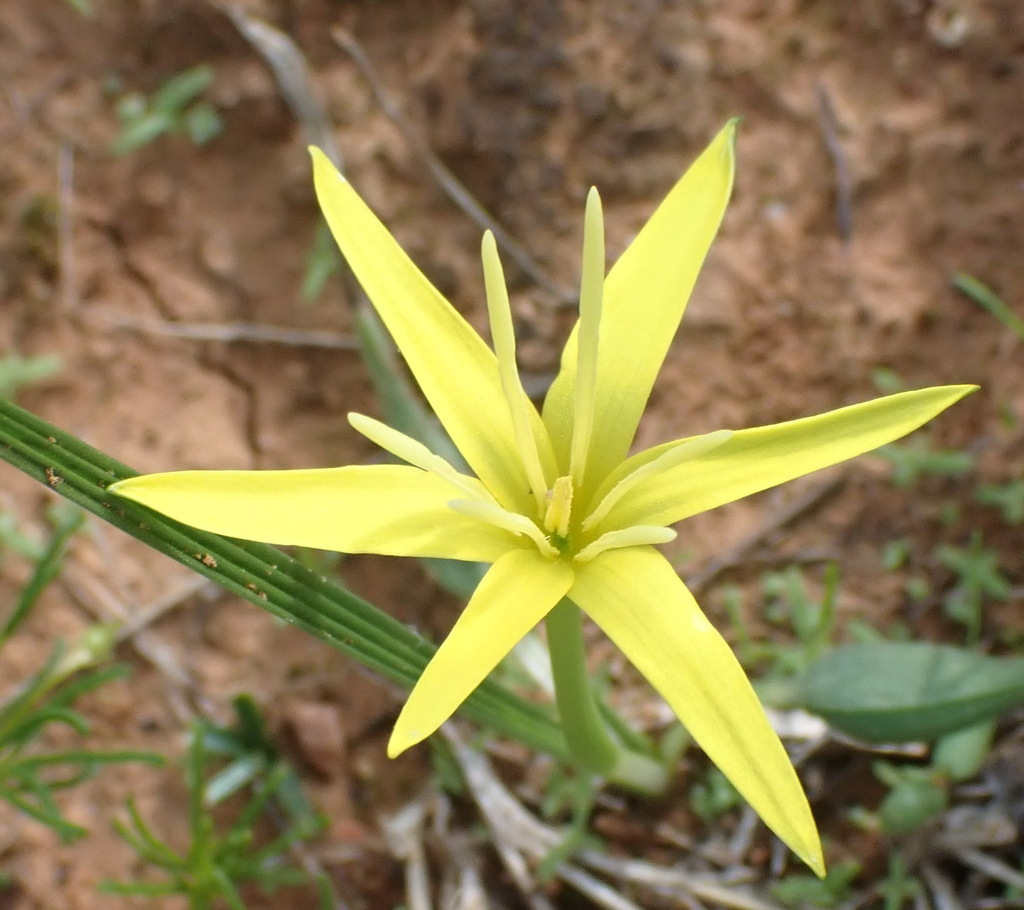 Empodium flexile (Empodium flexile)