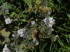 Tarasa hornschuchiana