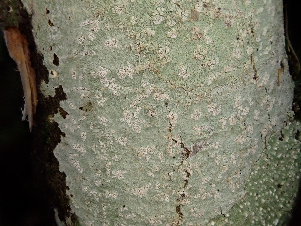 Phlyctis sordida