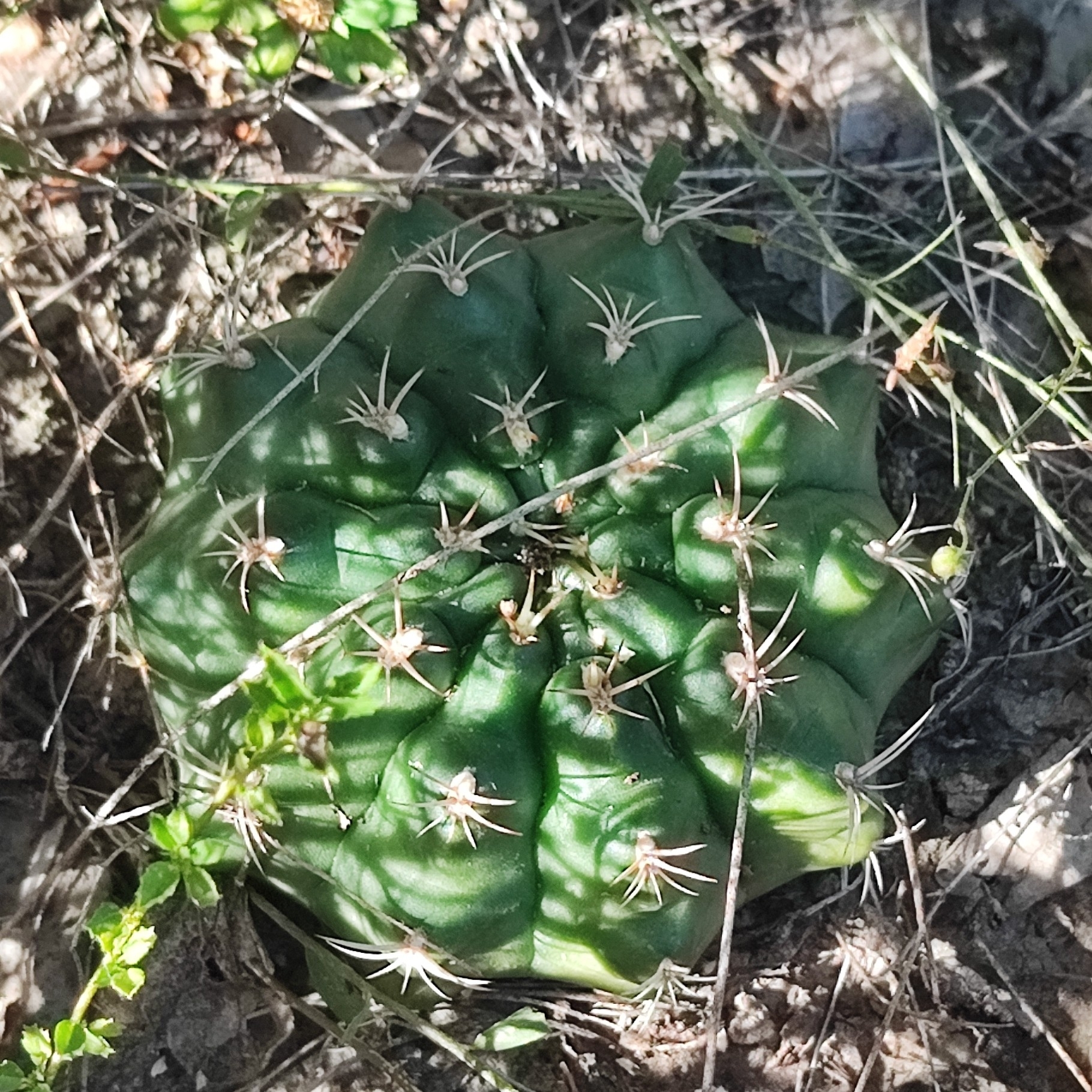 Gymnocalycium anisitsii