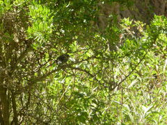 Catamenia