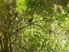 Catamenia