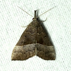 Hypena deceptalis