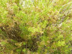 Baccharis boliviensis