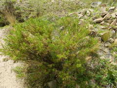Baccharis boliviensis