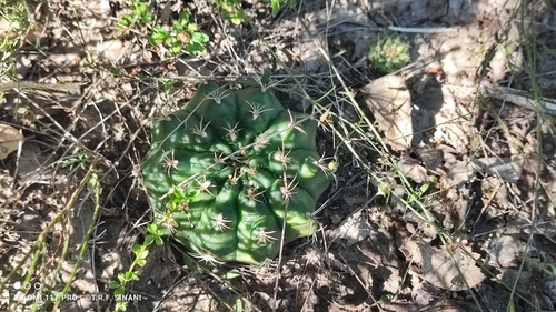 Gymnocalycium anisitsii