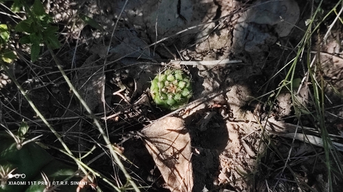 Gymnocalycium anisitsii