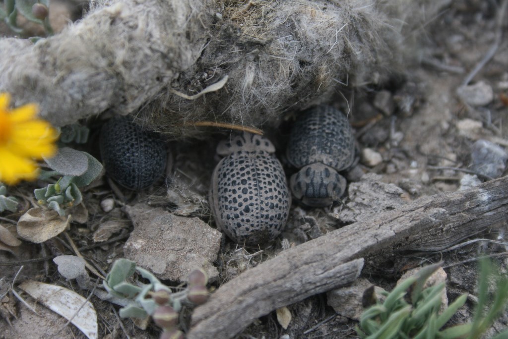 Omorgus scutellaris