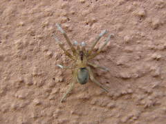 Filistata insidiatrix