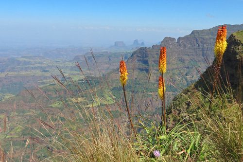 Ethiopian red hot poker