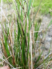 Setaria geminata