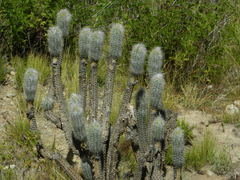 Oreocereus pseudofossulatus